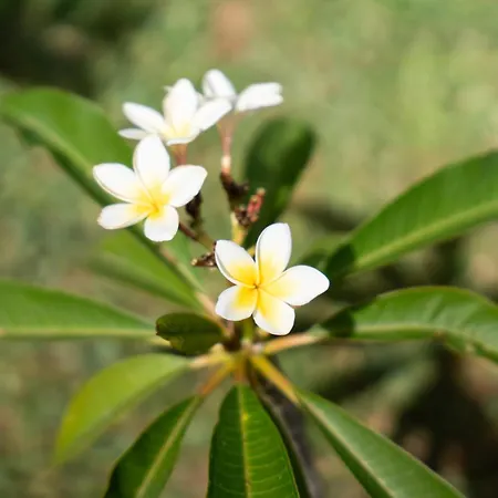 Tatil Evi & Garten Porches *