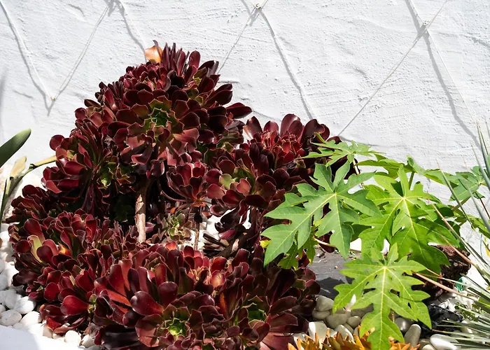 & Garten Porches プラヤ・デル・イングレス